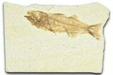 Uncommon Fish Fossil (Mioplosus) - Wyoming #367598-1